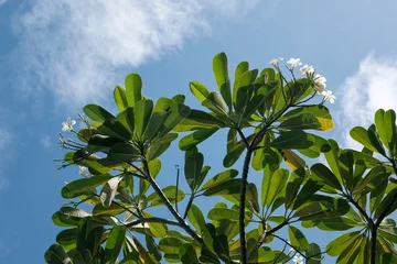Zelfklevend Fotobehang View of Blooming plumeria (frangipani) on the background of blue sky. Bali, Indonesia. © Kirill