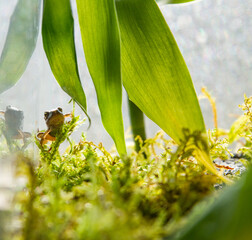 Junger Frosch mit Pflanzen und Moos