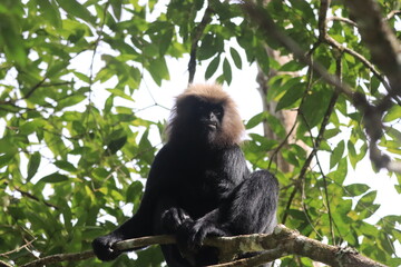 Nilgiri Langur in Gavi forest. Save animal concept. Wild animal portrait for cover page. Jungle theme.