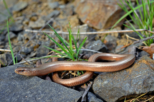 Blindschleiche, Westliche Blindschleiche // Slow Worm (Anguis fragilis) 