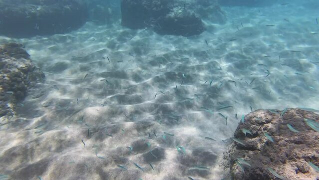 Under Water snorkeling phase at Hawaiian Pacific Ocean area