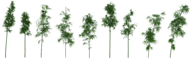 3d render : Bamboo tree plant  isolated on white background, PNG transparent for graphic resources,   - obrazy, fototapety, plakaty