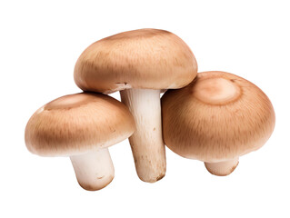 Three Brown Champignons, isolated on a transparent or white background