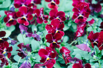 箱根のクリスマスのイルミネーション