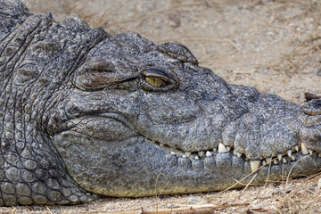 Alligator head detail on sand