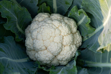 Fresh organic raw Cauliflower top view with green leaves in the garden. Selective Focus