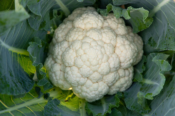 Fresh organic raw Cauliflower top view with green leaves  in the garden. Selective Focus