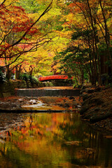 日本の紅葉、Japan fall autumn colors leaves