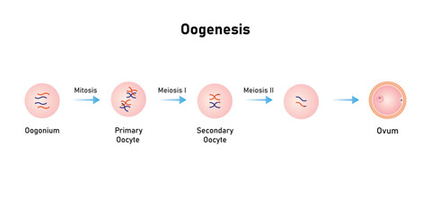 Oogenesis Process Scientific Design. Vector Illustration.	
