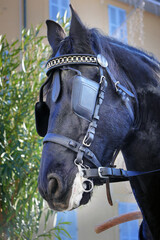 muso di cun cavallo nero, face of a black horse - 697662537