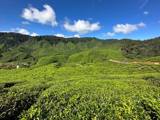cameroon highland valleys