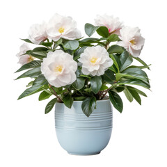Naklejka na ściany i meble white Camellia plants (Camellia spp.) are transparent PNG format