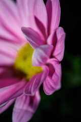 Beautiful pink chrysanthemum, pink chamomile