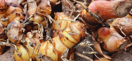 Fresh galangal or alpinia galanga or lengkuas rhizomes for seasoning food
