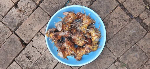 Fresh galangal or alpinia galanga or lengkuas rhizomes for seasoning food
