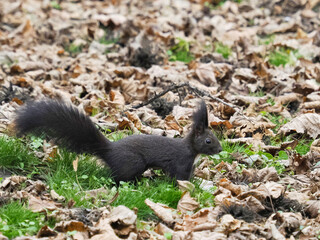 squirrel on the ground