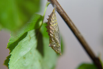 Tagpfauenauge Schmetterling Kokon in der natürlichen Umgebung