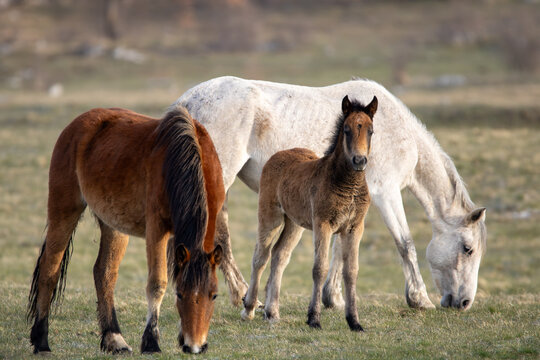 Wildpferdfamilie