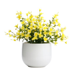 Yellow Winter Jasmine plant (Jasminum nudiflorum) in transparent PNG format
