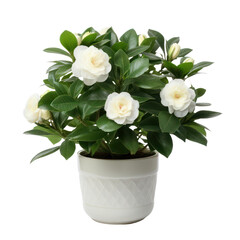 white Camellia plants (Camellia spp.) are transparent PNG format

