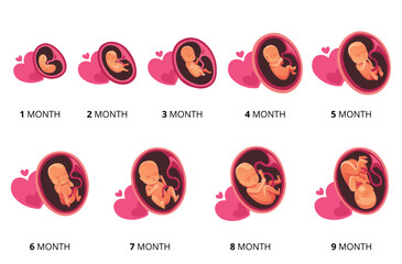 Embryo month stage growth, fetal development vector flat infographic icons. Medical illustration of foetus cycle from 1 to 9 month to birth - obrazy, fototapety, plakaty