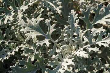 Silver cineraria as an ornamental plant on the park lawn.