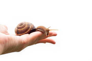 grape snail crawls across the palm of the hand on a white background