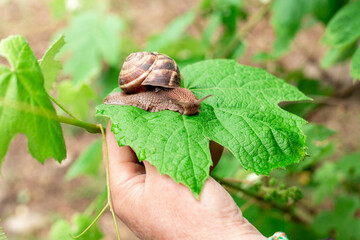 A grape snail crawls along a grape leaf on a vine. Garden pests