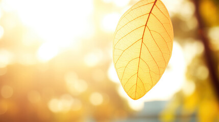 Delicate Autumn Leaf Bathed in Warm Sunlight's Intricate Embrace