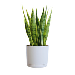 Beautiful Green Sansevieria houseplant, Snake Plant, in ceramic pots isolated on a transparent background in PNG format.
