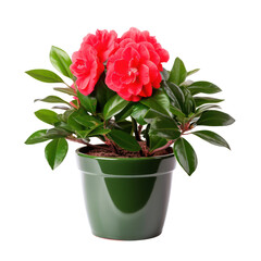Obraz premium red Camellia plants (Camellia spp.) are transparent PNG format