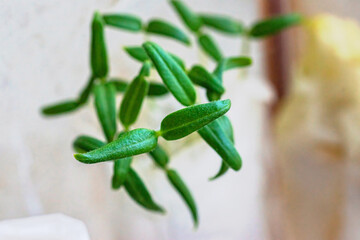 Zucchini and pepper sprouts wrapped in napkins or toilet paper. Method of germination of seeds at home. Growing seedlings in paper.
