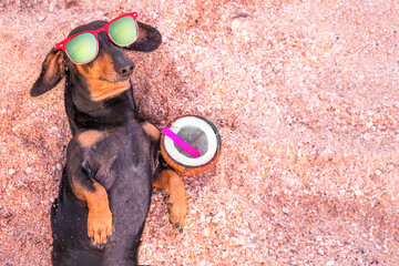 Cute dog dachshund in sunglasses lies on sand by sea with his paws up next to coconut cocktail with...