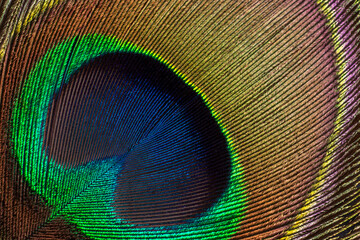 Extreme closeup of a peacock feather showing details in vibrant colors