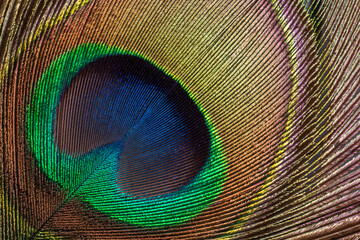 Fototapeta premium Closeup on the iridescent train of the peacock. Peacock Eye. Animal feather pattern