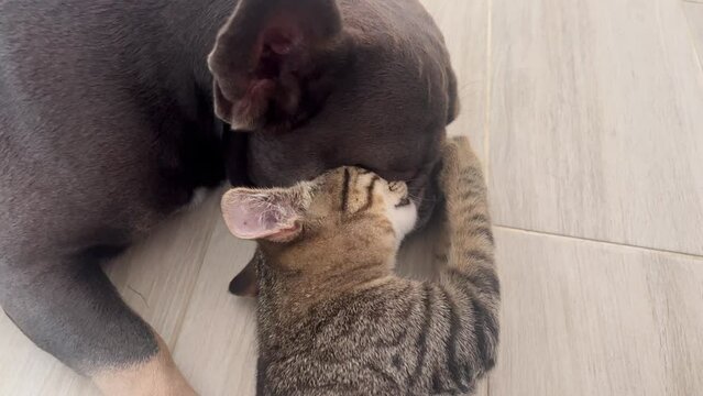 A kitten licks a dog. The cat hugs the Dog and grooms his fur on the floor. Cat and dog close-up. A cute tabby kitten licks a French bulldog puppy. The kitten thoroughly washes its friend. 