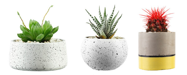 Three small green cactus plants in a pot