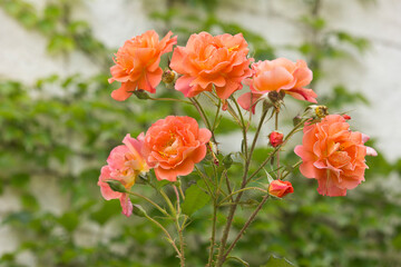 orange rose close-up on a bush in the garden