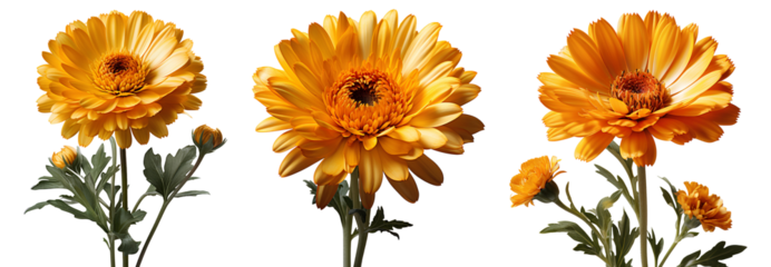 calendula flower set png. calendula flower isolated. calendula top view. calendula flat lay png. orange flower isolated. orange flowers png. colourful flowers pack png
