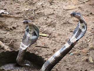 Schlangenbeschwörer in Ella auf Sri Lanka