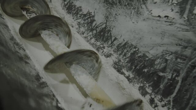 Mixing and transporting white powder with equipment at chemical plant closeup. Mineral fertilizers production at modern factory