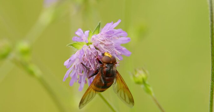Extreme close up of hornet mimic hoverfly sucking on nectar of lilac flower