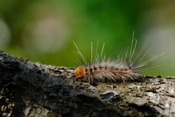 Hairy caterpillars walking on the branches of a durian tree.