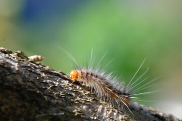 Hairy caterpillars walking on the branches of a durian tree.