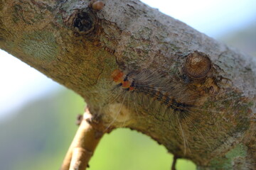 Hairy caterpillars walking on the branches of a durian tree.