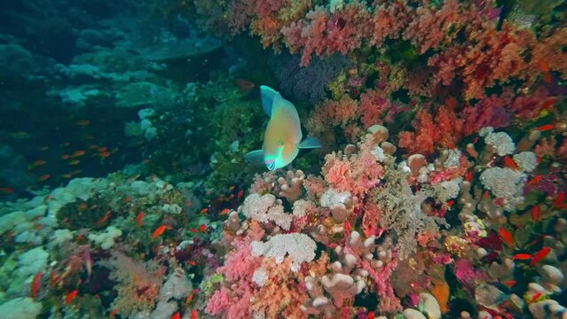 Blue barred parrotfish (Scarus Ghobban) in red sea.