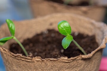 Zucchini seeding is transplanted into the ground after germination from seeds. Growing sustainable vegetables for vegans and vegetarians