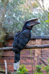 Black Casqued Hornbill (Ceratogymna atrata) Outdoors © fluffandshutter