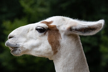 Obraz premium Lama head - llama detail on blurred green background