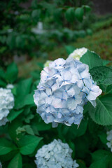 薄い青の紫陽花